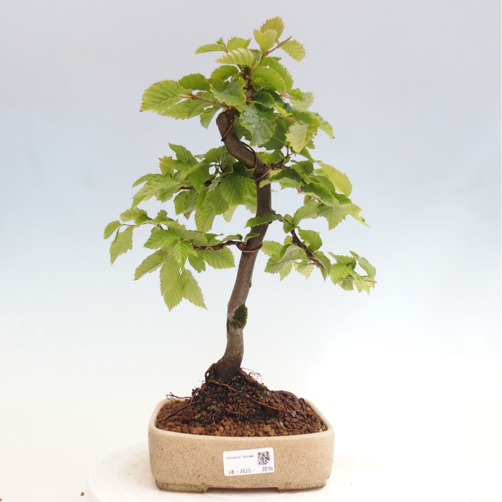 Bonsai zewnętrzne - Grab - Carpinus betulus