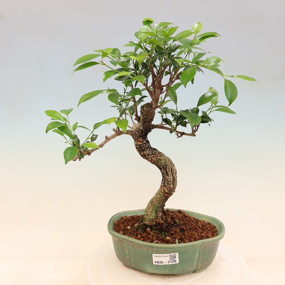 Pokój bonsai - Ficus retusa - figowiec drobnolistny