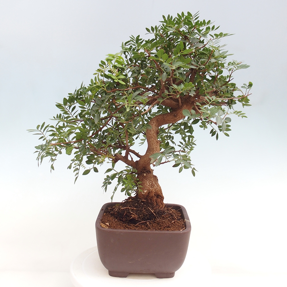 Bonsai pokojowe - Pistacja