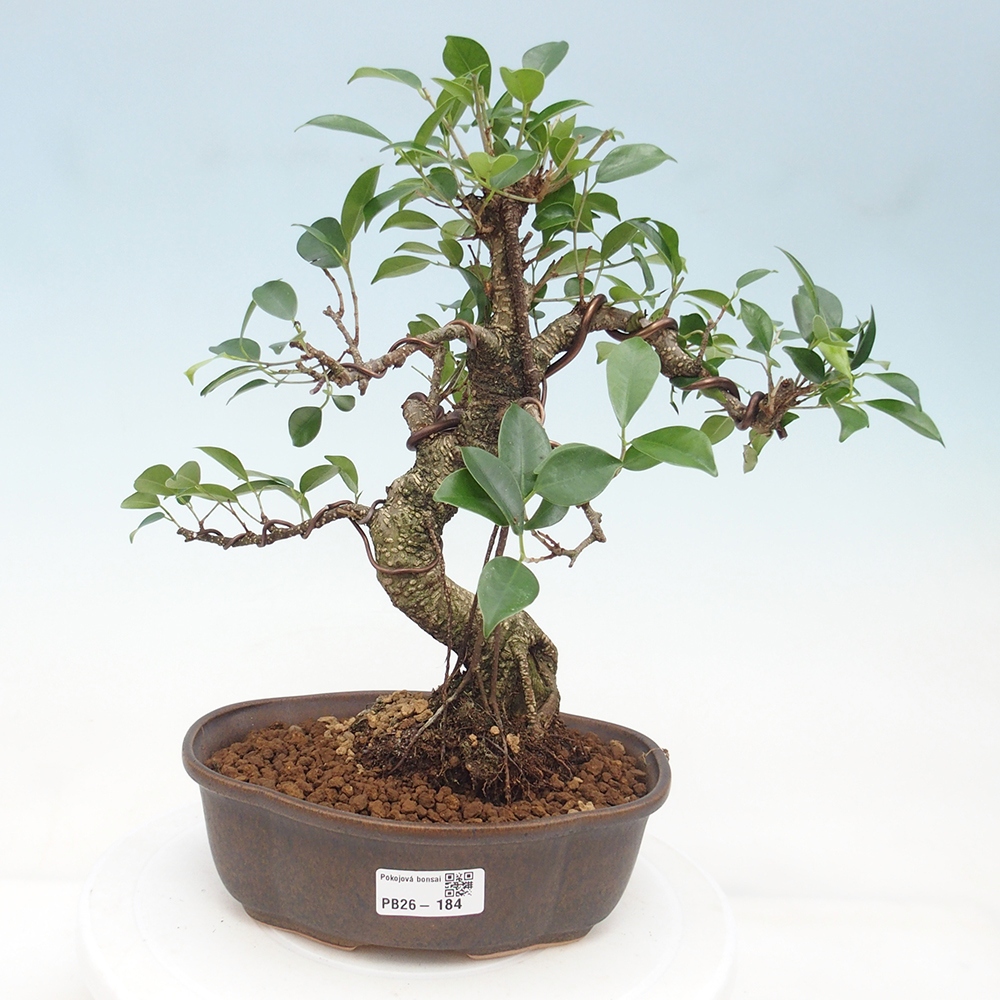 Pokój bonsai - Ficus retusa - figowiec drobnolistny