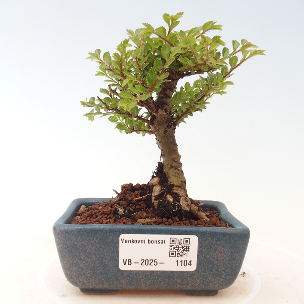 Bonsai zewnętrzne - Ulmus parvifolia Sagei - Wiąz drobnolistny