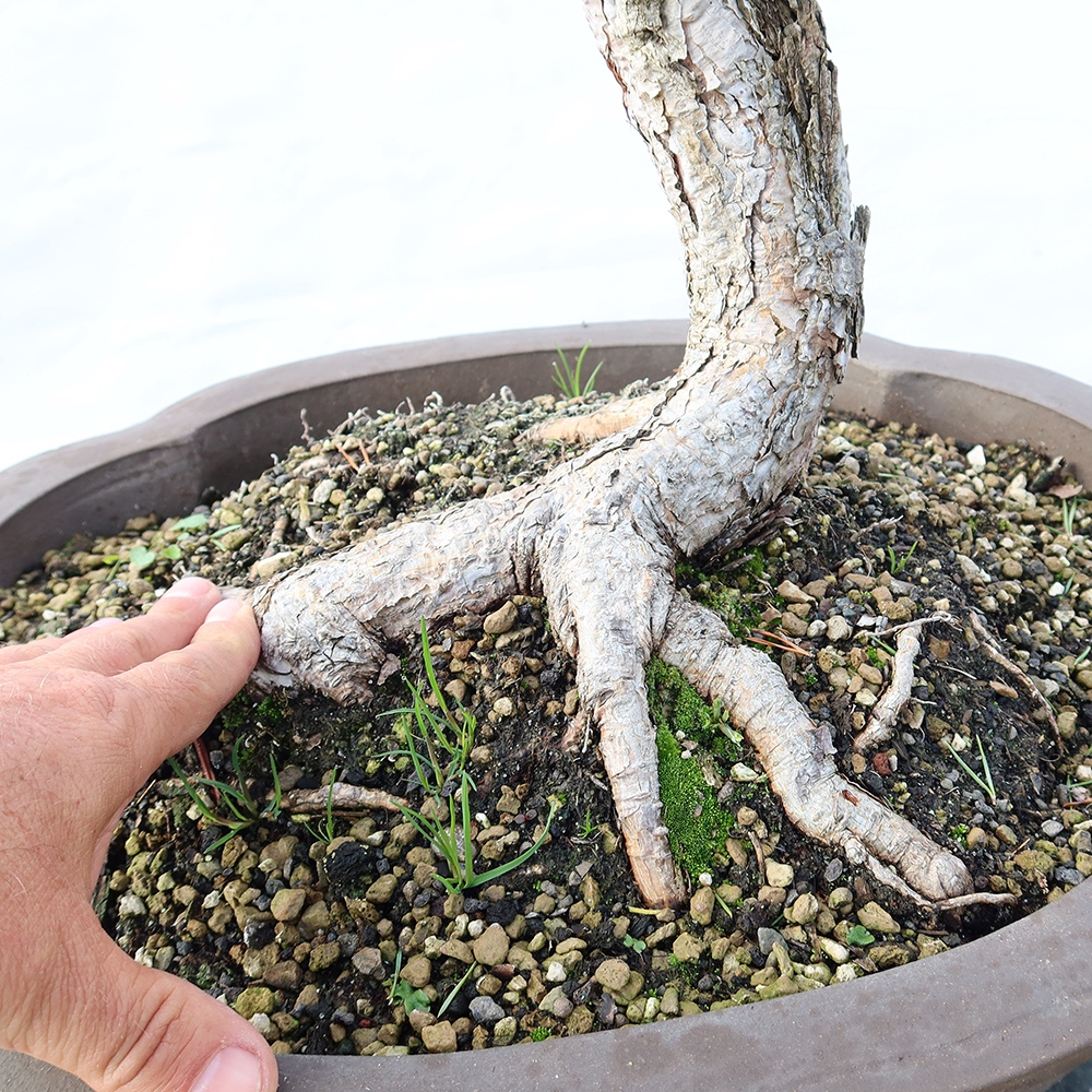 Pinus sylvestris Hiszpania – sosna zwyczajna