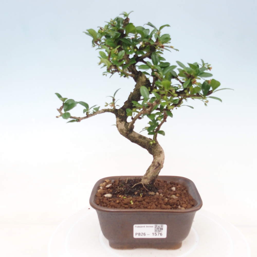 Bonsai pokojowe - Carmona macrophylla - Tea fuki