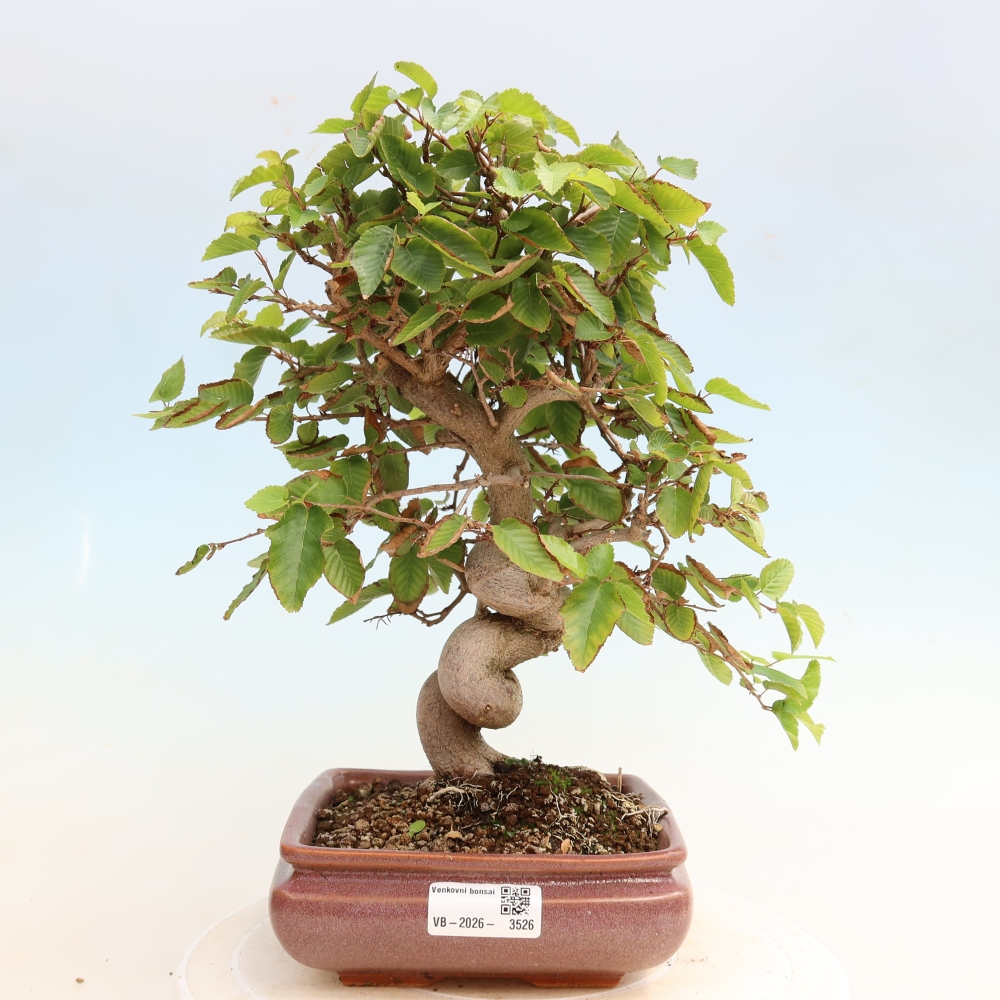 Outdoor bonsai - Carpinus CARPINOIDES - grab koreański
