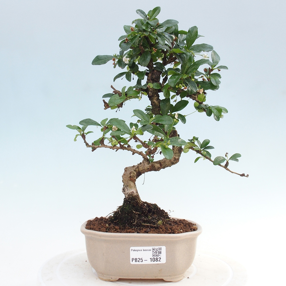 Bonsai wewnętrzne - Carmona makrophylla - Herbata Fuki