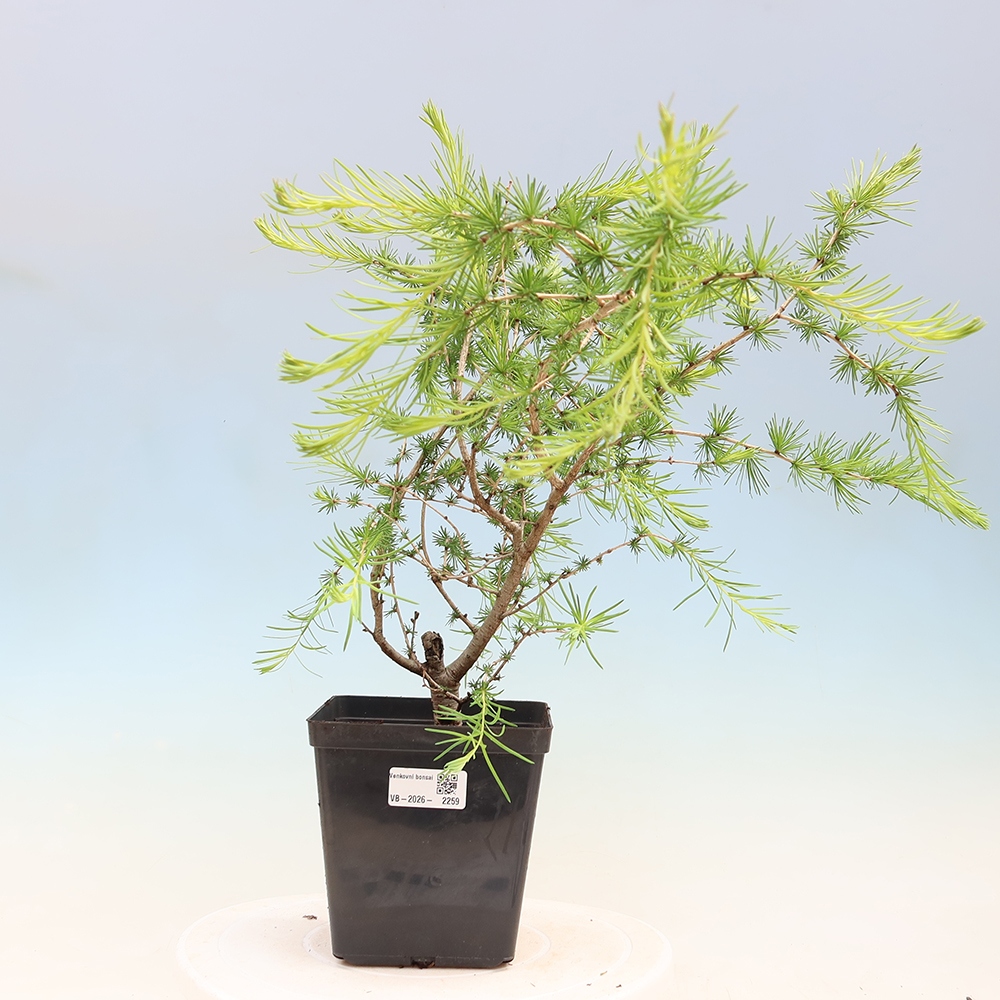 Bonsai zewnętrzne - Larix decidua - Modrzew