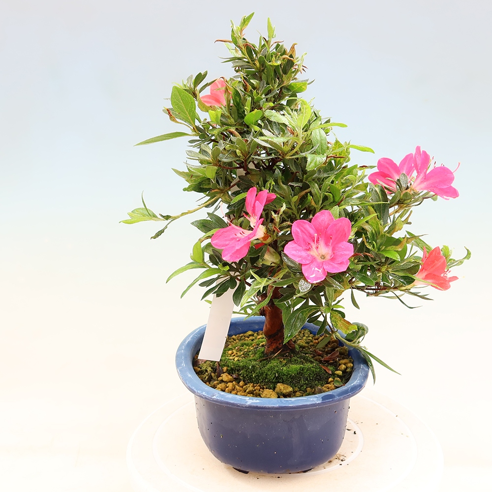 Bonsai zewnętrzne - Azalia japońska - Azalia Beniko