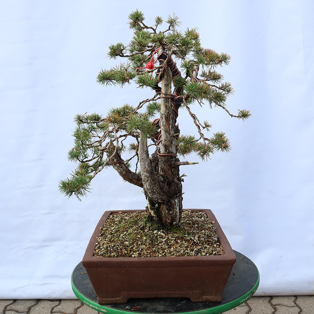 Pinus sylvestris Hiszpania – sosna zwyczajna