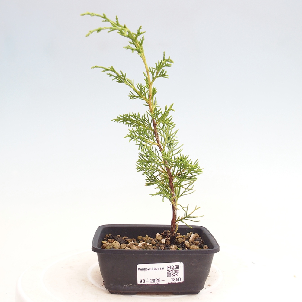 Outdoor bonsai - Juniperus chinensis Itoigawa - Jałowiec chiński