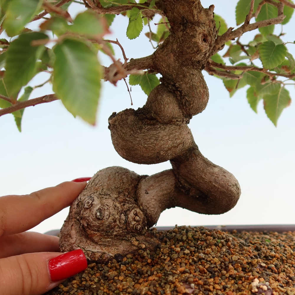 Outdoor bonsai - Carpinus coreana - grab koreański
