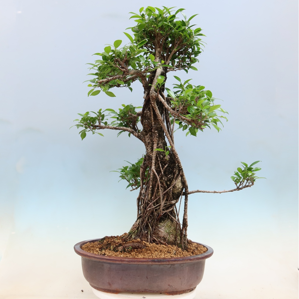 Pokój bonsai - Ficus kimmen - figowiec drobnolistny