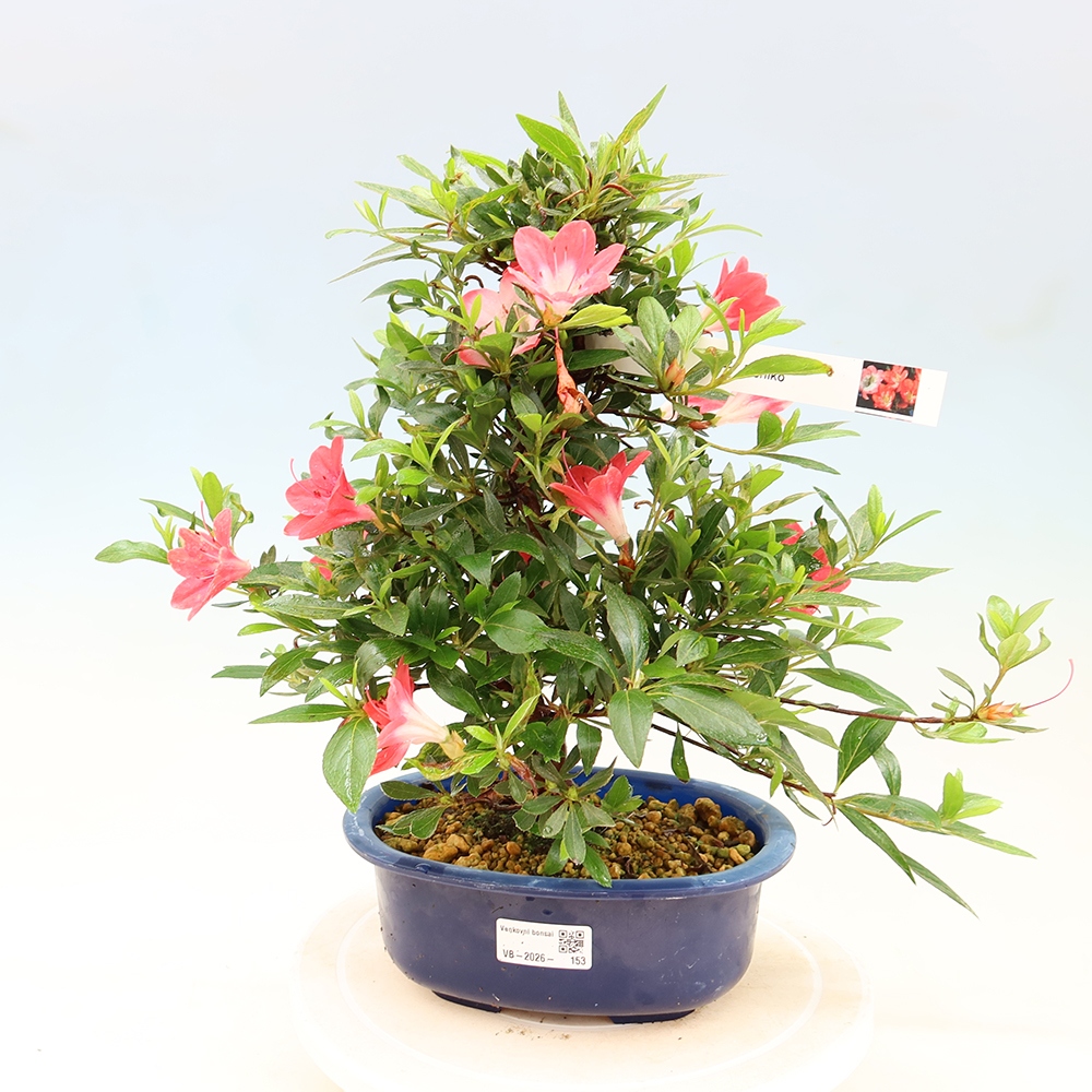 Bonsai zewnętrzne - Azalia japońska - Azalia Beniko