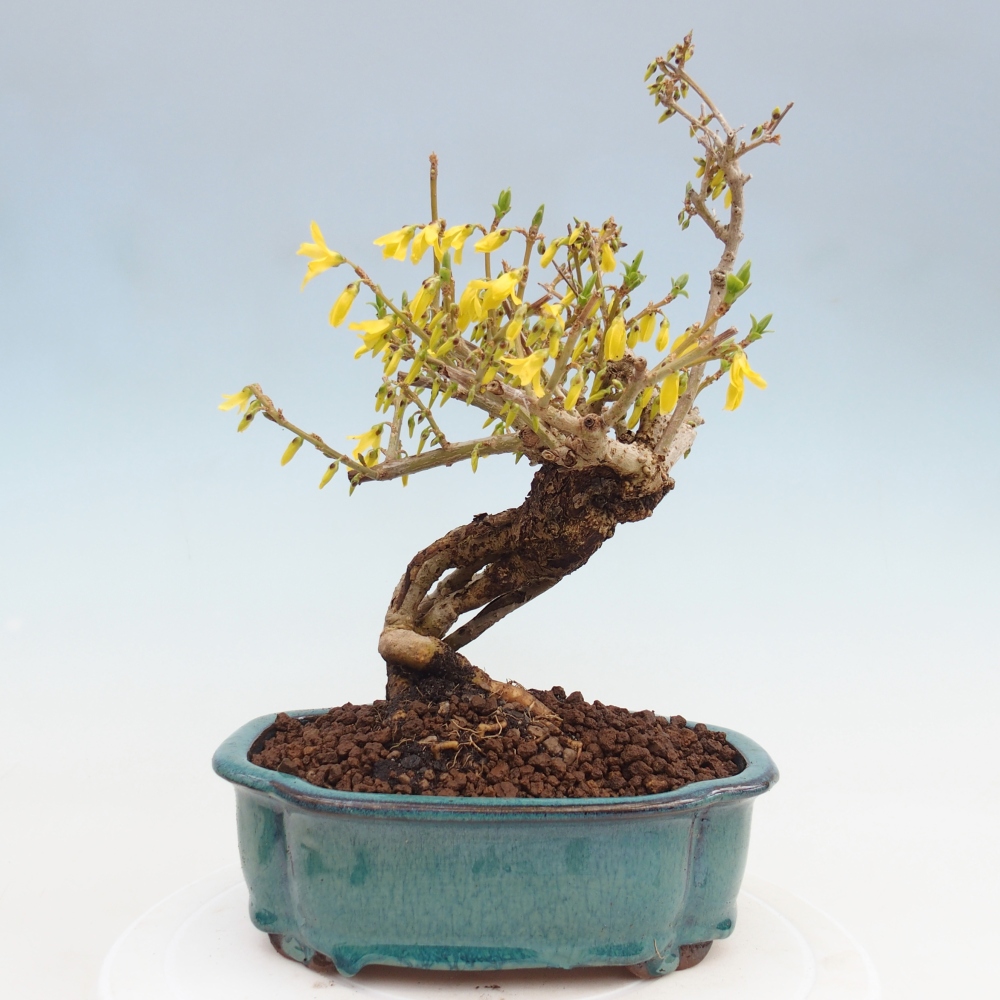 Outdoor bonsai - Zlatice - Forsycja koreańska