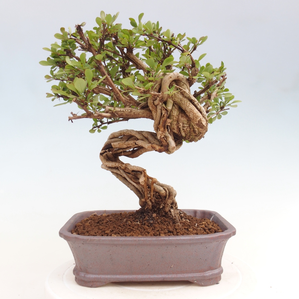 Bonsai zewnętrzne - Berberis coreana