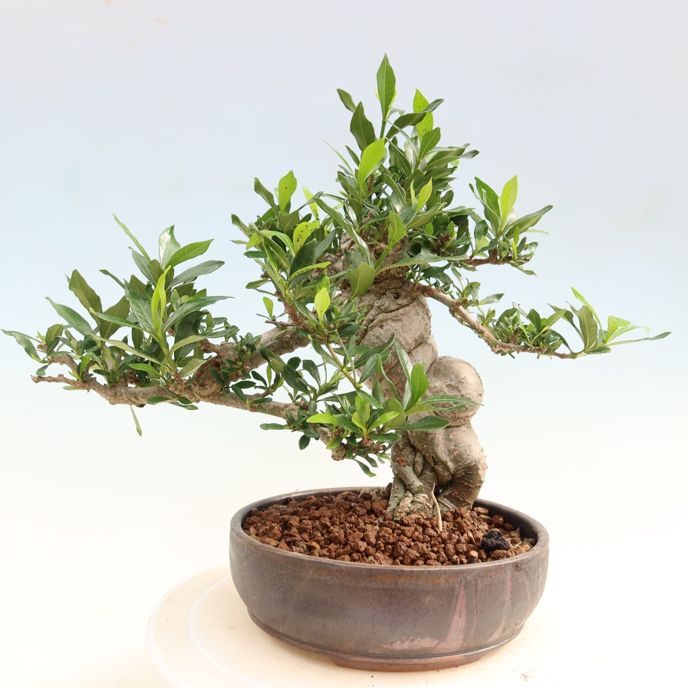 Bonsai pokojowe – Gardenia jasminoides – Gardenia