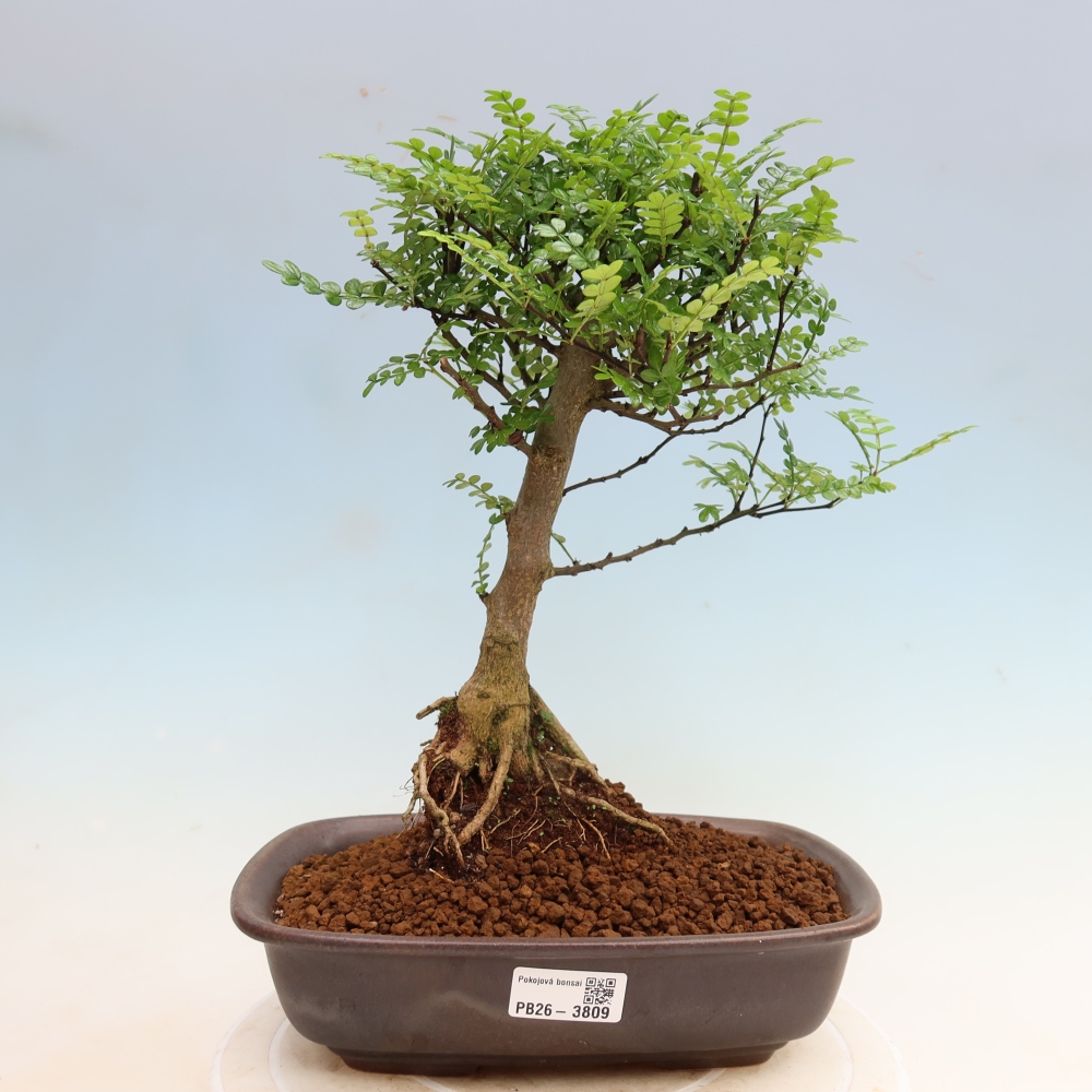 Pokój bonsai - Zantoxylum piperitum - drzewo pieprzowe