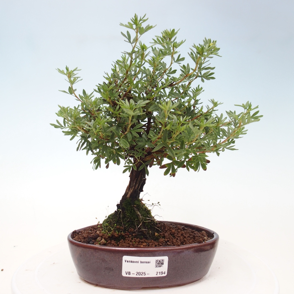 Outdoor bonsai-Pięciolistnik - Potentila fruticosa żółty Ptak