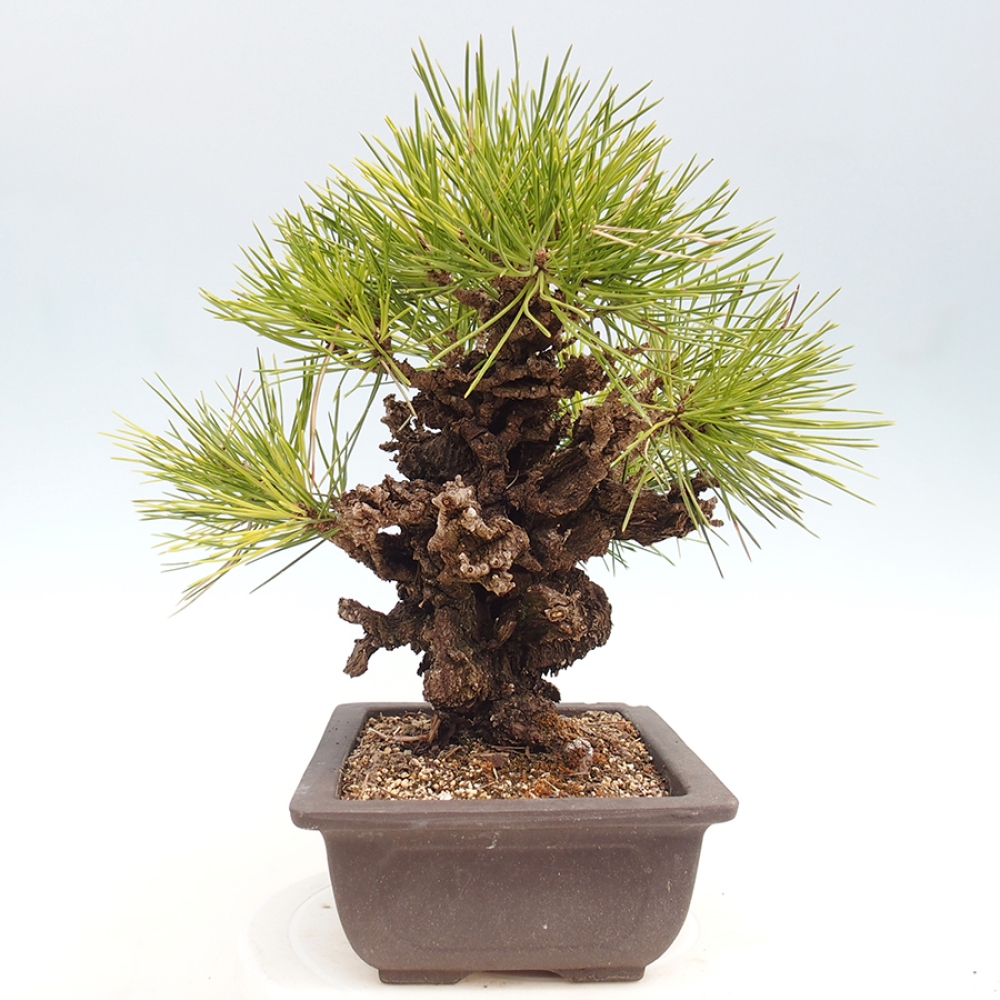 Outdoor bonsai - Pinus thunbergii - sosna Thunberga