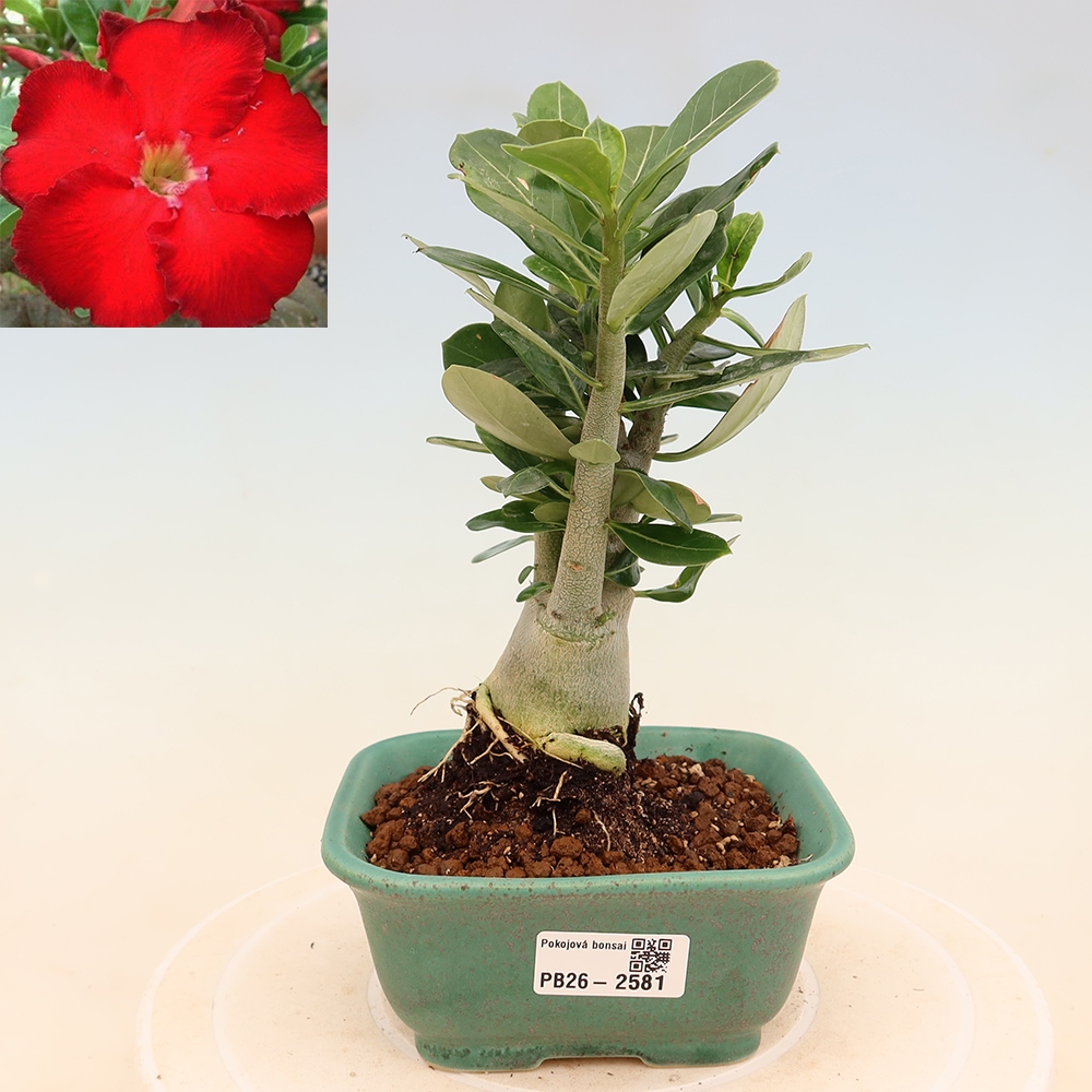 Bonsai pokojowe – Adenium obesum Red Star – Róża pustynna
