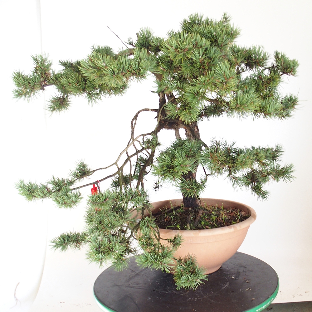 Yamadori - Pinus sylvestris Hiszpania