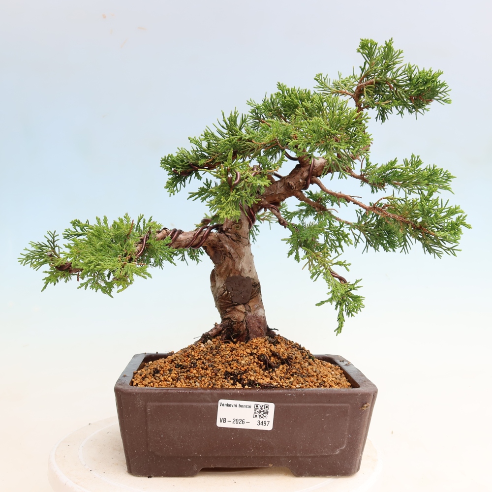 Bonsai ogrodowe – Juniperus chinensis Itoigawa – jałowiec chiński