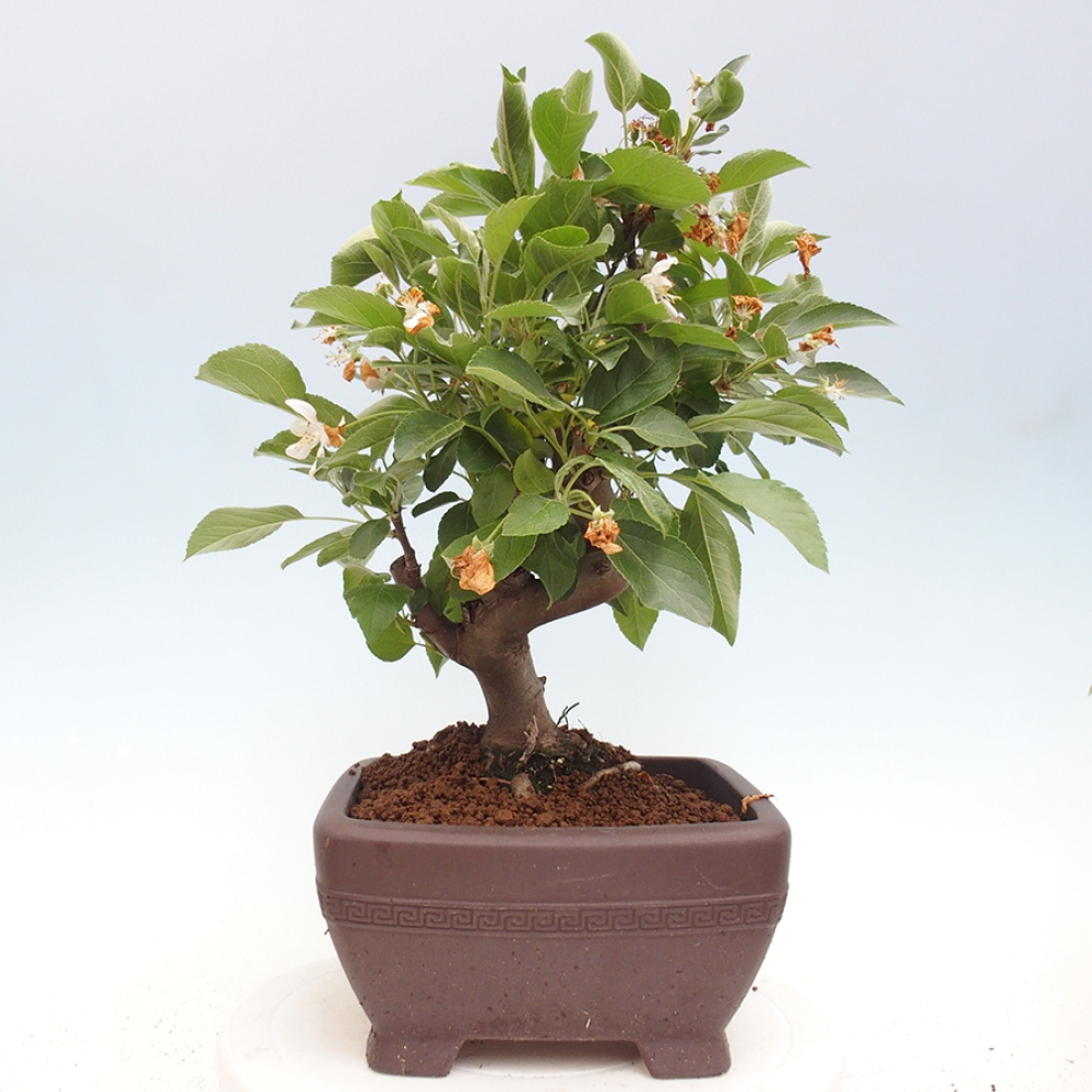 Bonsai plenerowe - Malus Halliana - Jabłoń drobnoowocowa
