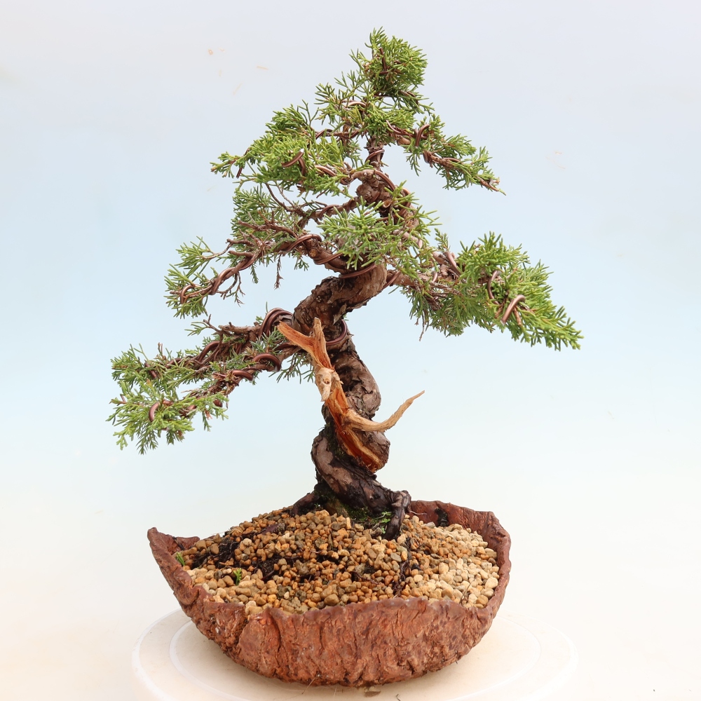 Bonsai ogrodowe – Juniperus chinensis Itoigawa – jałowiec chiński
