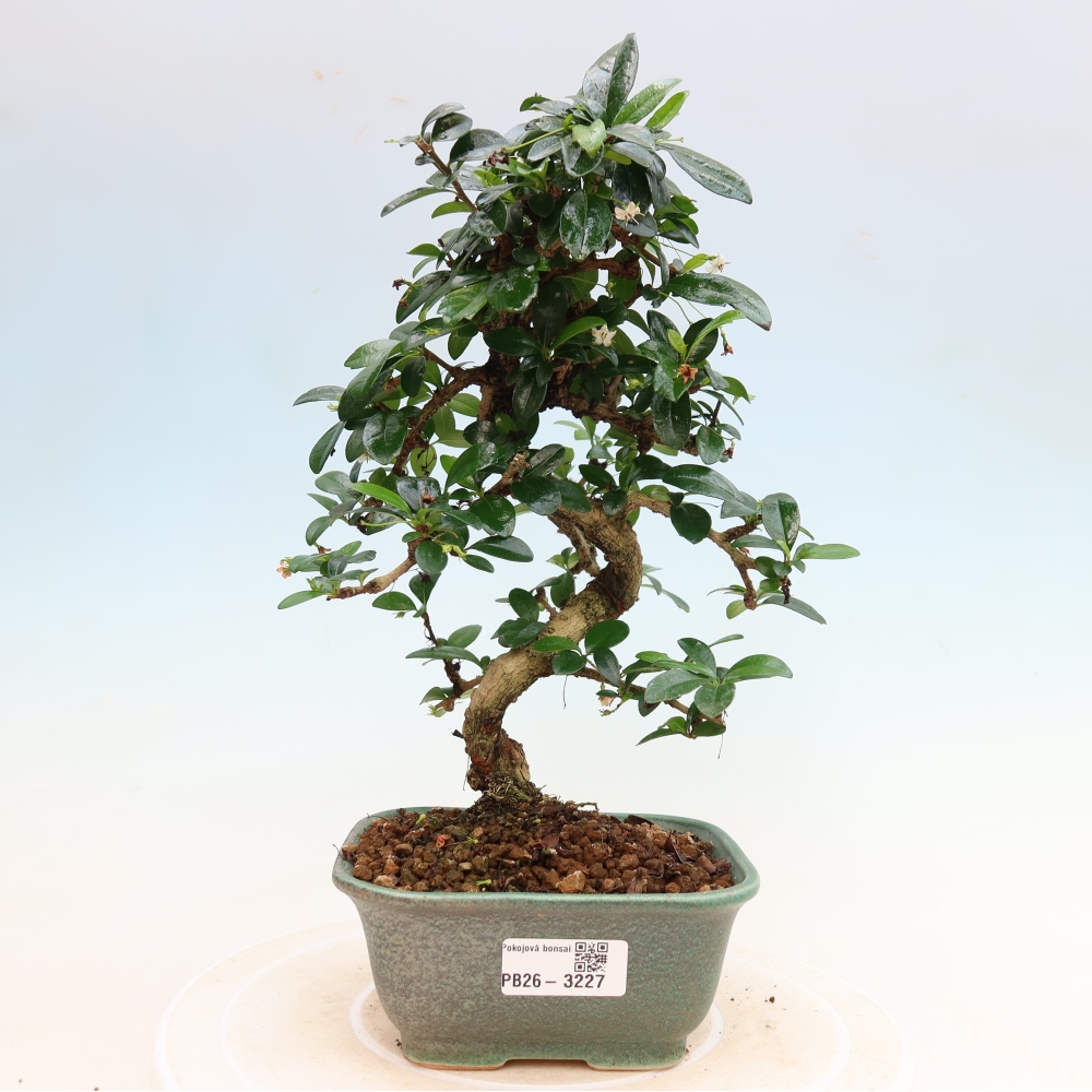 Bonsai pokojowe - Carmona macrophylla - Tea fuki