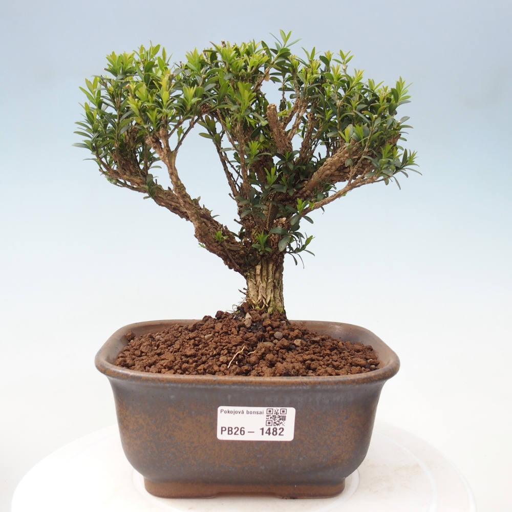 Pokój bonsai - Buxus harlandii - buxus korkowy