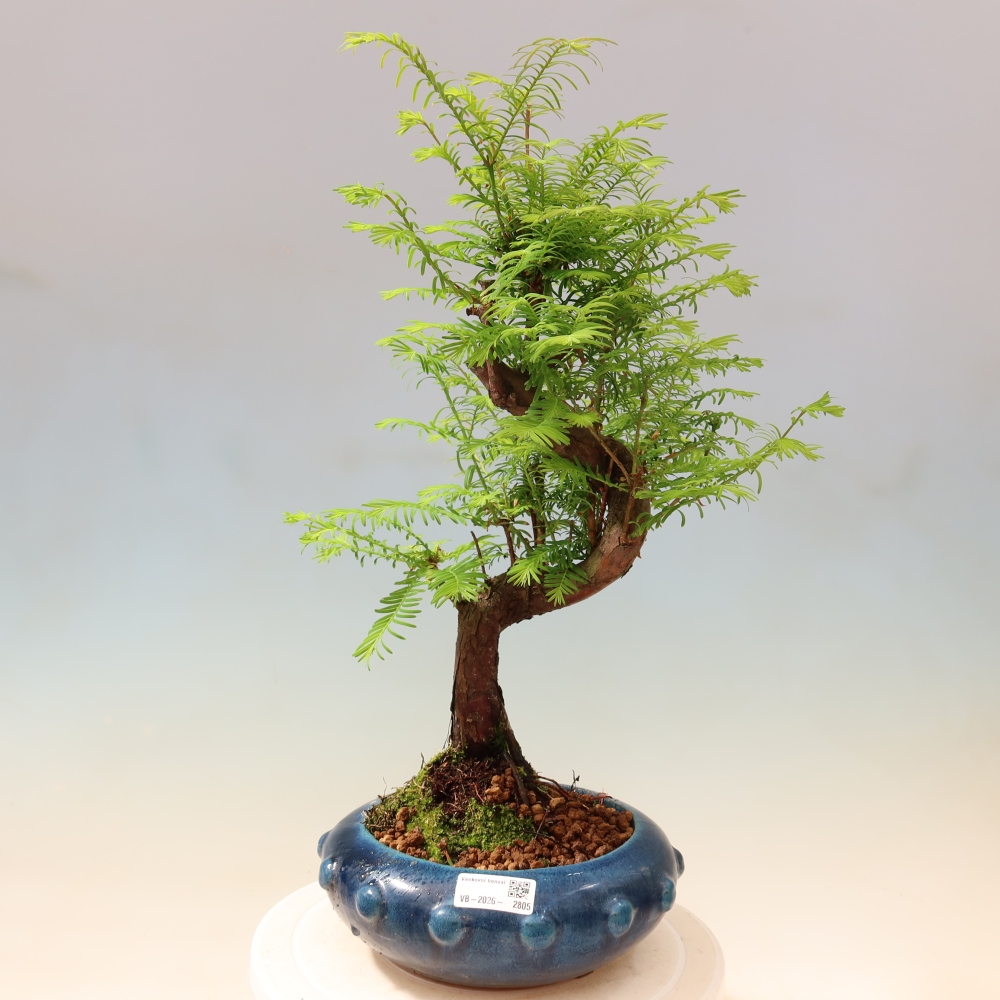 Outdoor bonsai - Metasequoia glyptostroboides - Metasekwoja chińska