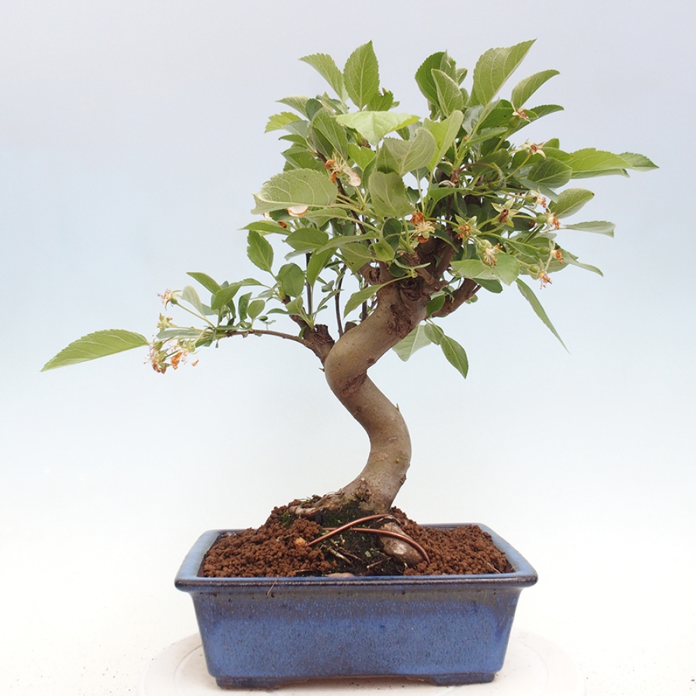Bonsai plenerowe - Malus Halliana - Jabłoń drobnoowocowa