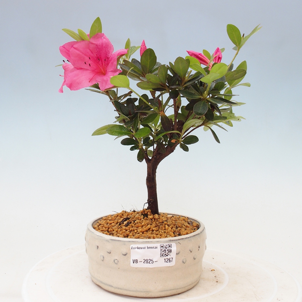 Bonsai zewnętrzne - Azalia japońska - Azalea sp.