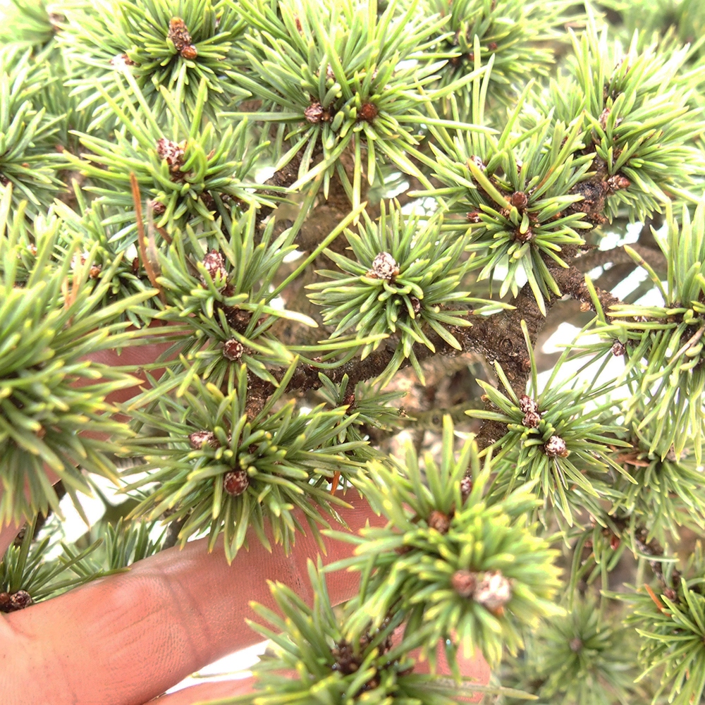 Yamadori - Pinus sylvestris Hiszpania