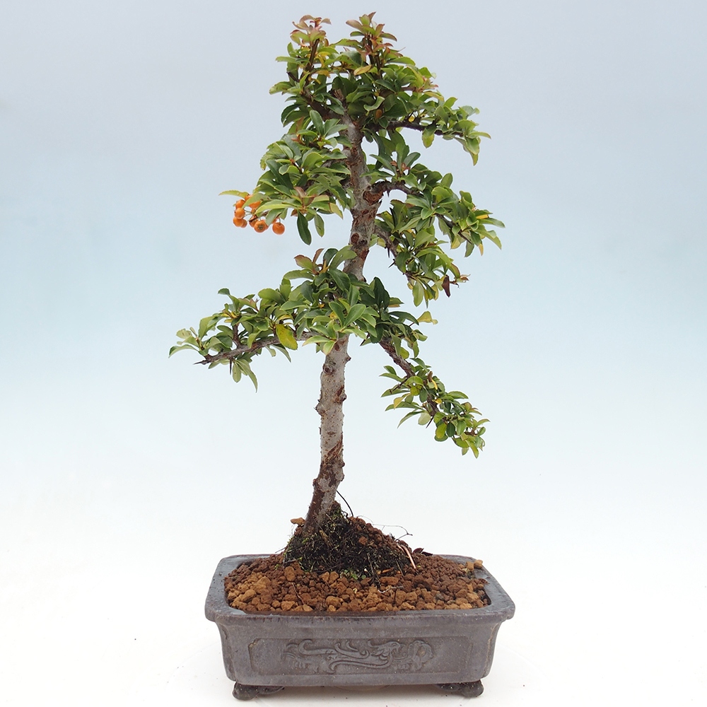 Outdoor bonsai-Pyracantha Teton -Hlox