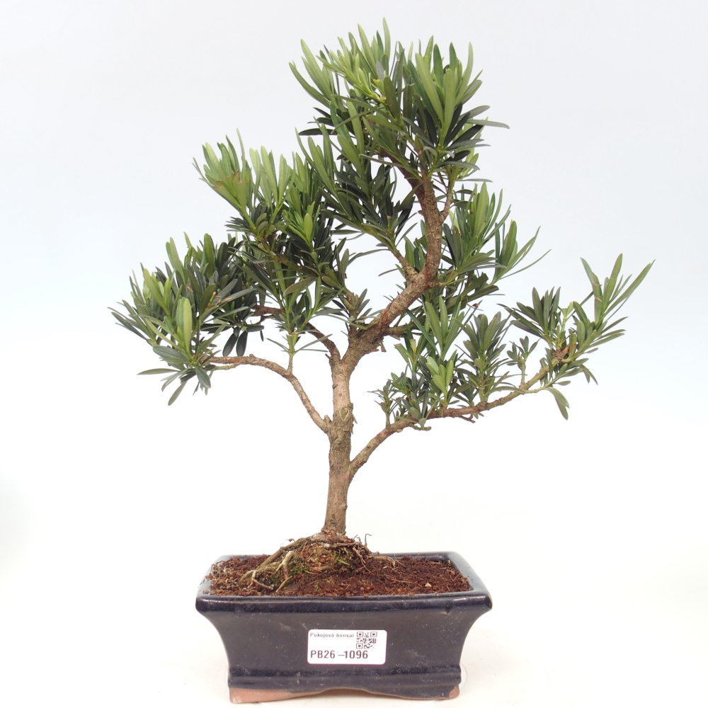 Pokój bonsai - Podocarpus - Kamienny cis