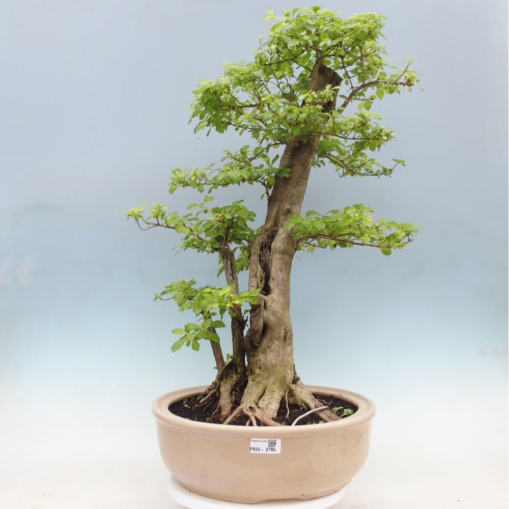 Bonsai pokojowe - Duranta erecta Aurea - WYŁĄCZNIE ODBIÓR OSOBISTY lub transport paletowy