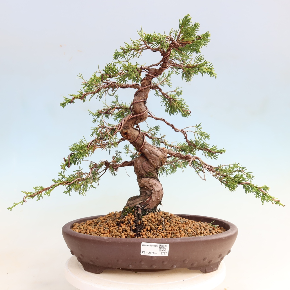 Bonsai ogrodowe – Juniperus chinensis Itoigawa – jałowiec chiński