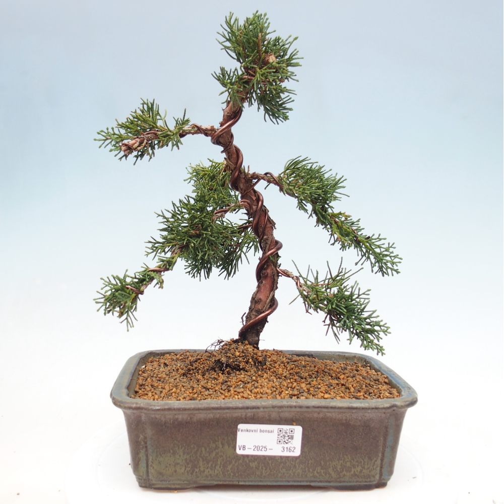 Outdoor bonsai - Juniperus chinensis Kishu - chiński jałowiec