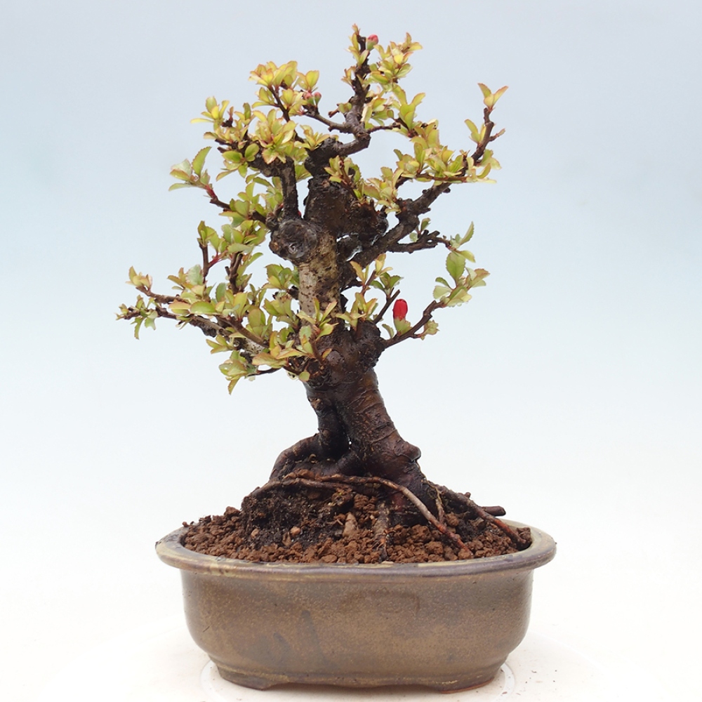 Bonsai zewnętrzne - Chaneomeles speciosa - Pigwa