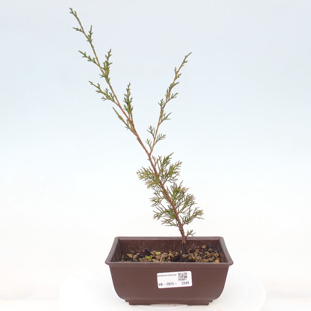 Outdoor bonsai - Juniperus chinensis Itoigawa - Jałowiec chiński