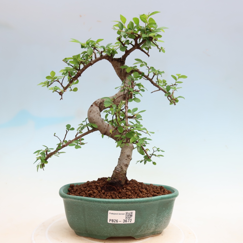 Pokój bonsai - Ulmus parvifolia - Wiąz drobnolistny