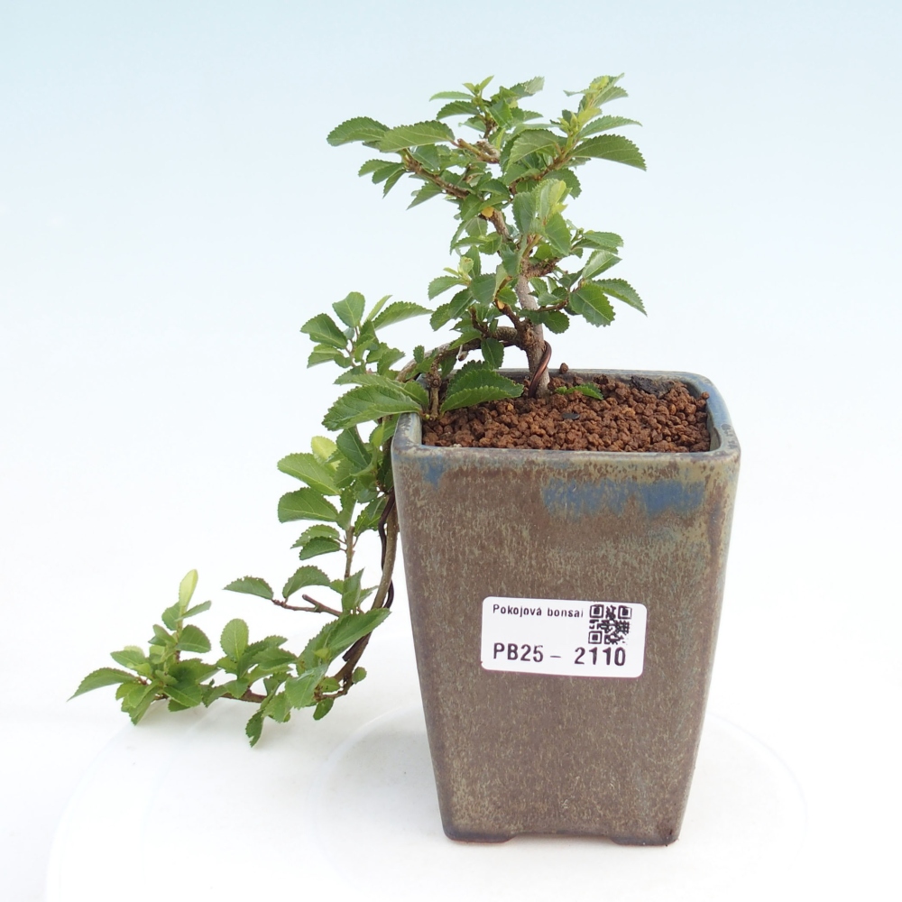 Kryty bonsai - Grewia occidentalis - Lawendowa gwiazda