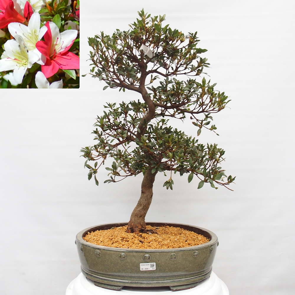 Bonsai zewnętrzne - Azalia japońska - Azalia CHIHIRO
