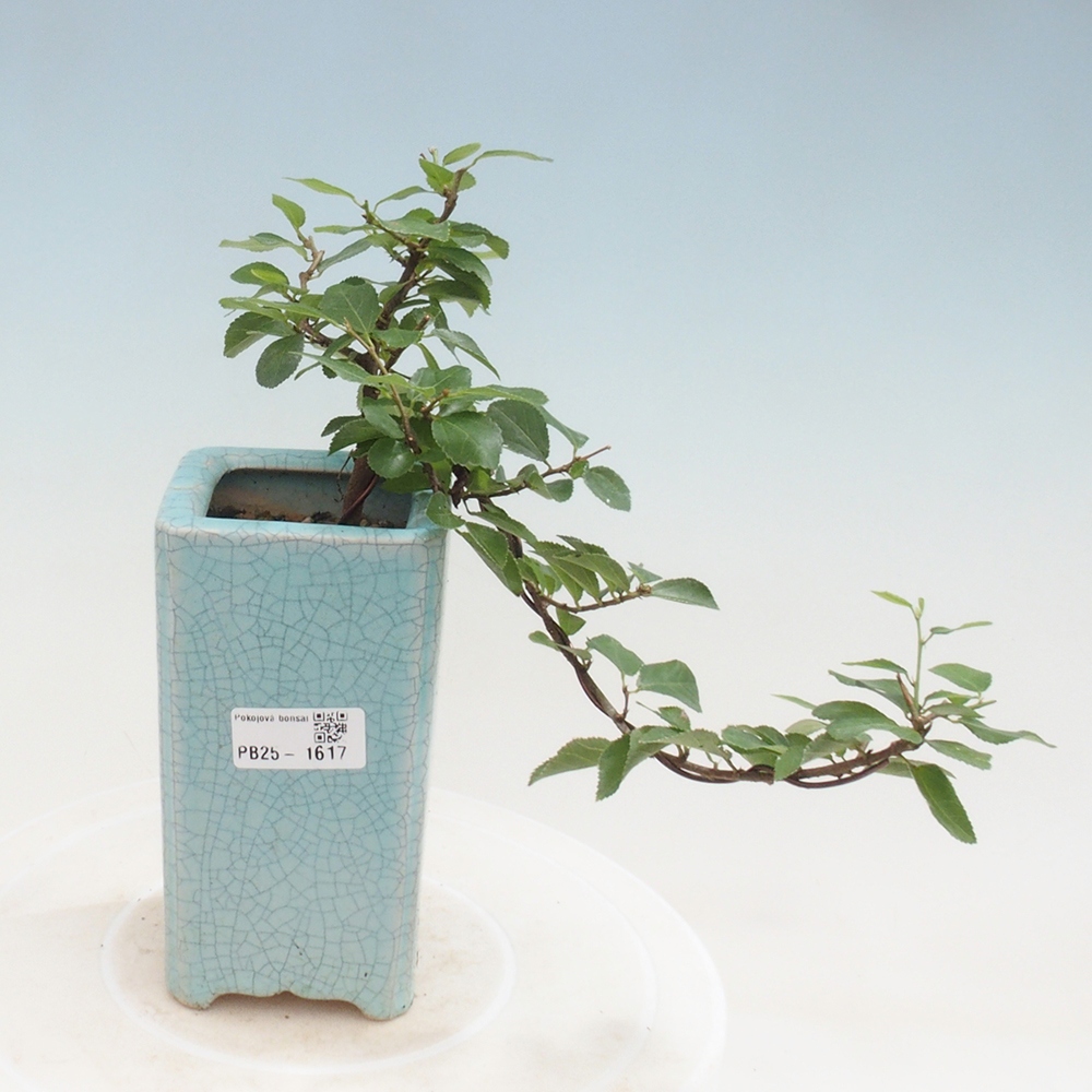 Kryty bonsai - Grewia occidentalis - Lawendowa gwiazda