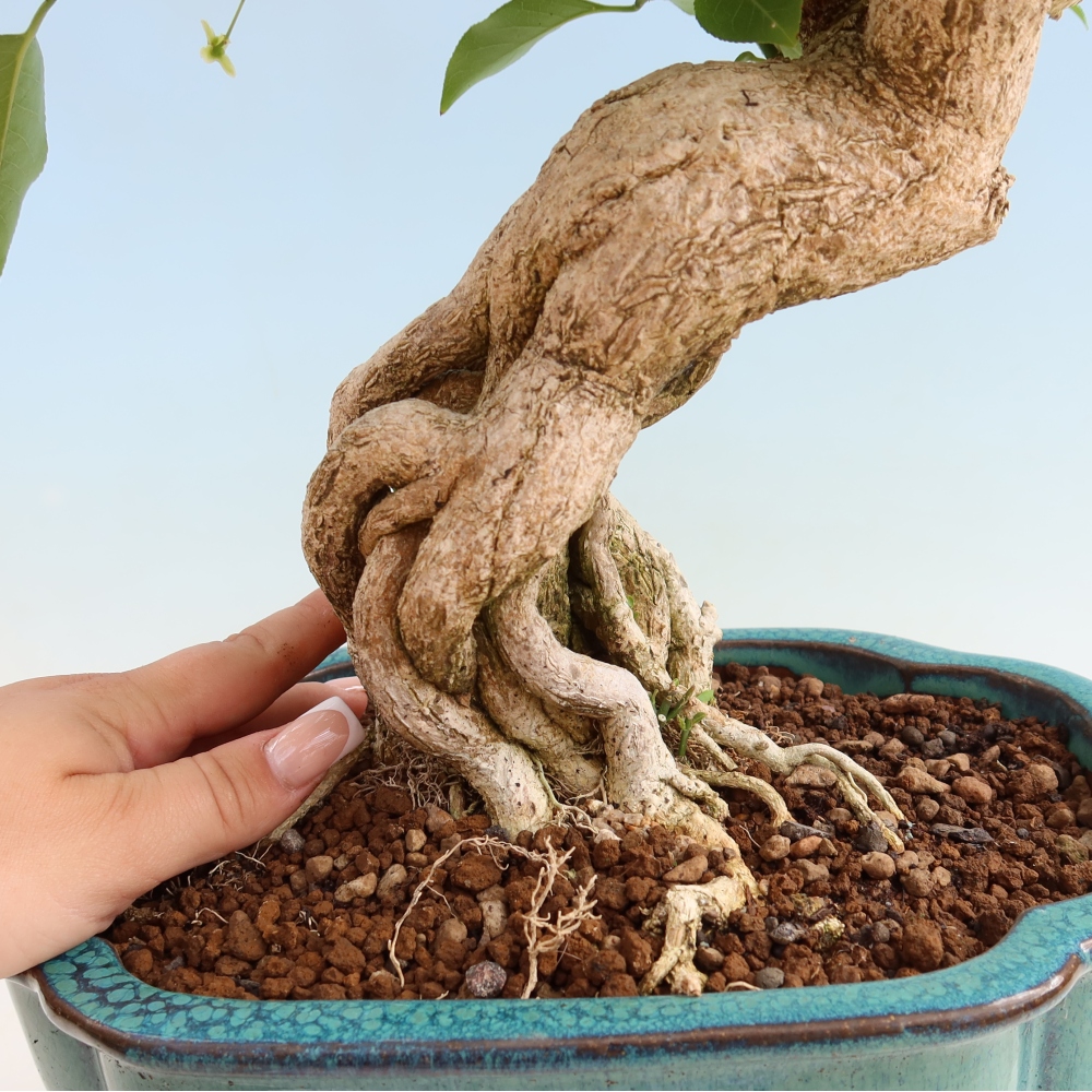 Bonsai zewnętrzne - wiąz europejski - euonimus