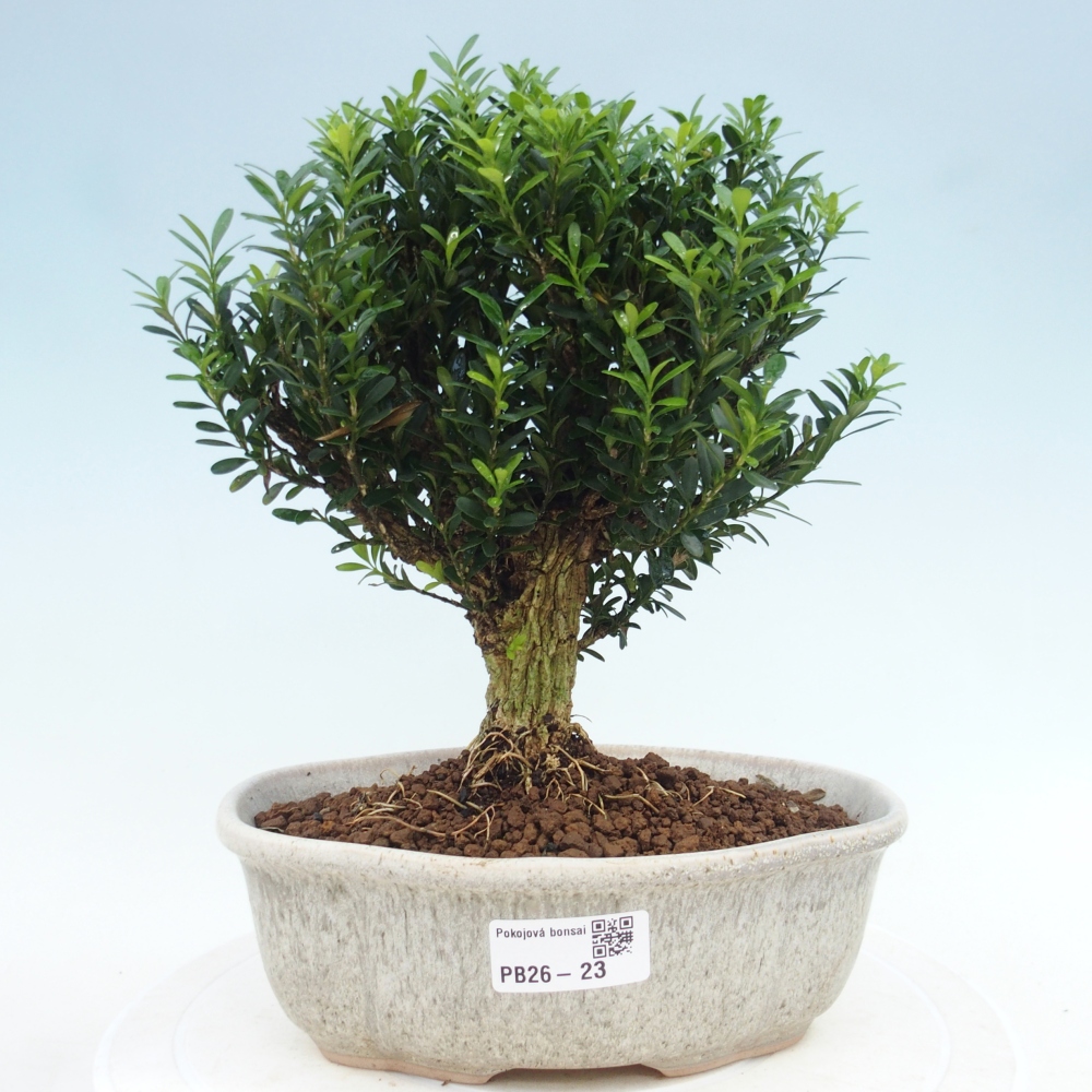 Pokój bonsai - Buxus harlandii - buxus korkowy