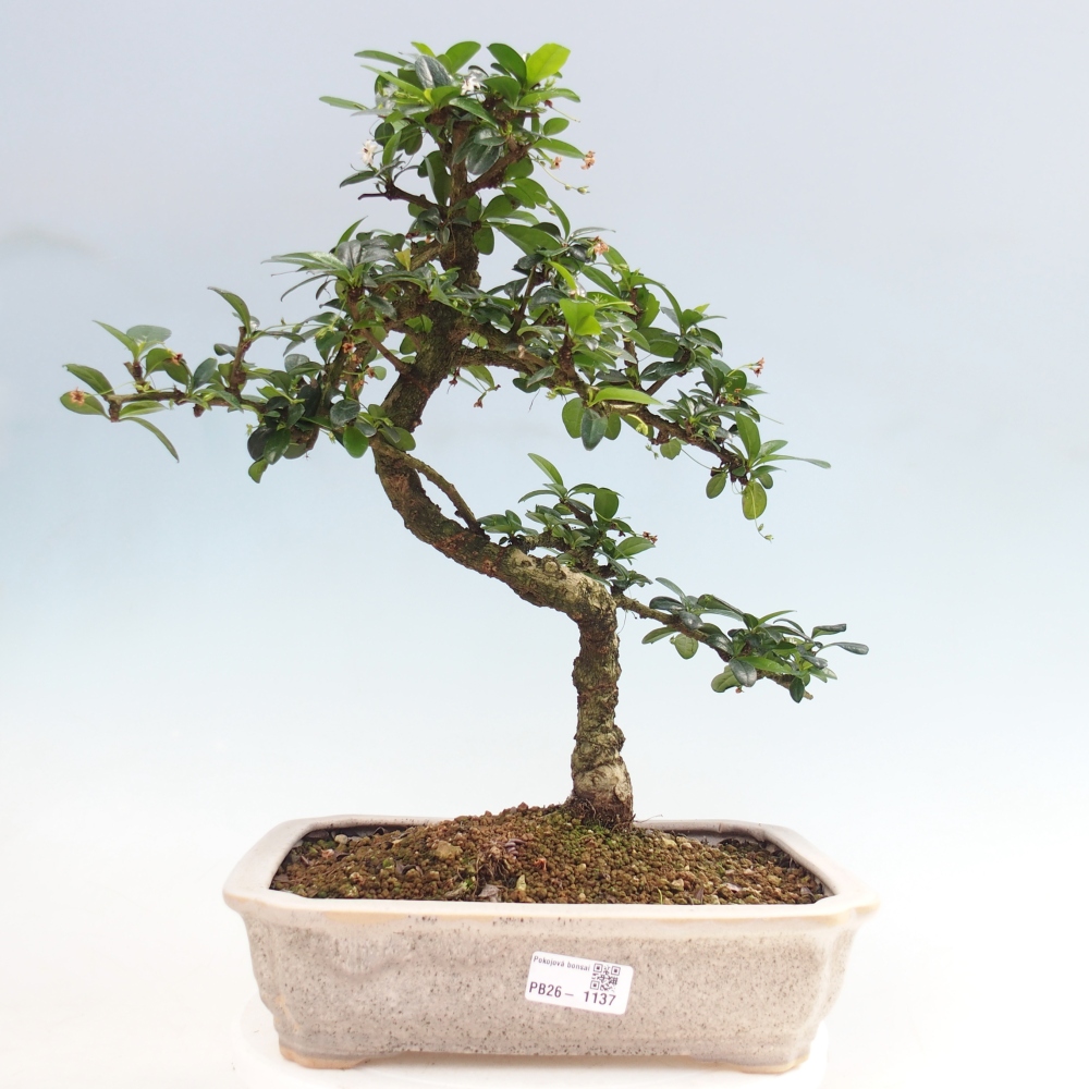 Bonsai pokojowe - Carmona macrophylla - Tea fuki