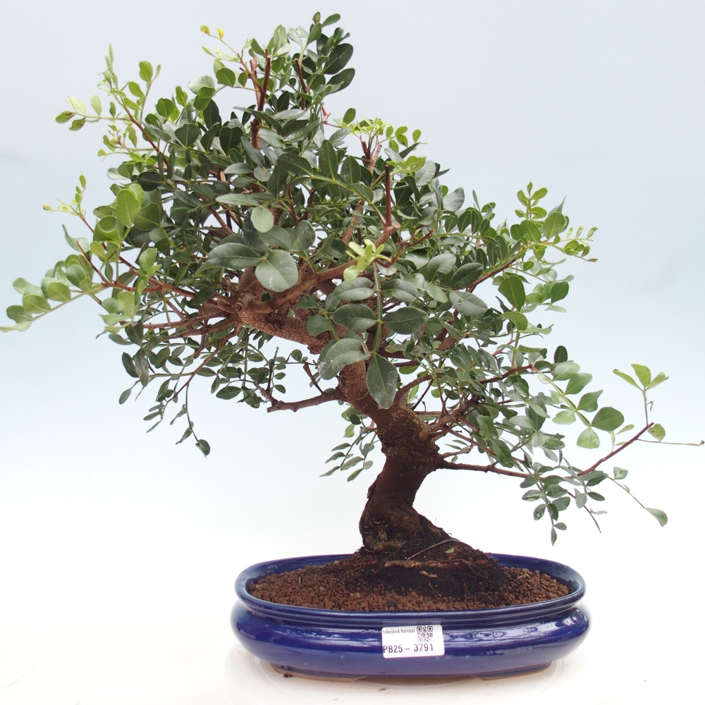 Bonsai pokojowe - Pistacja