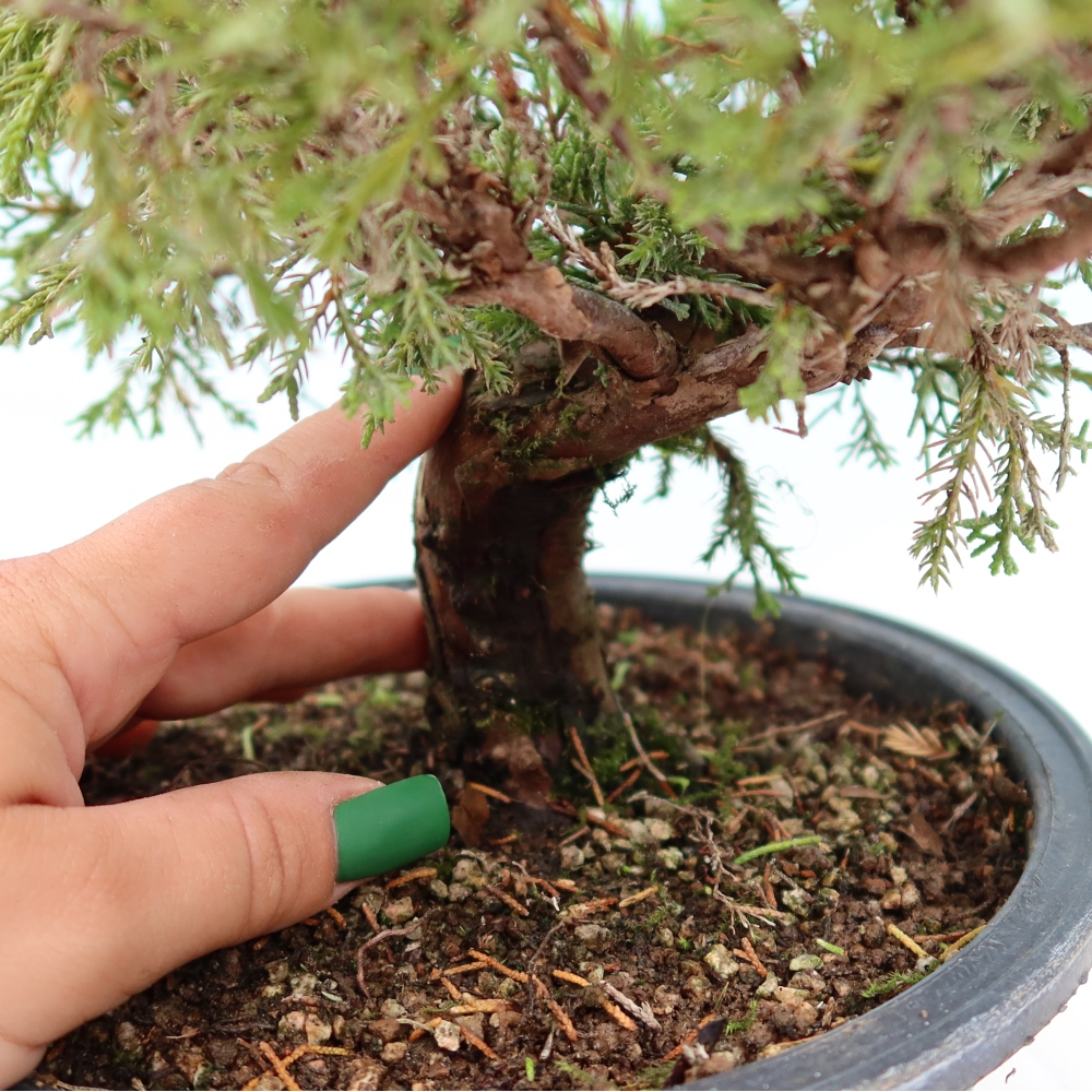 Bonsai ogrodowe – Juniperus chinensis Itoigawa – jałowiec chiński