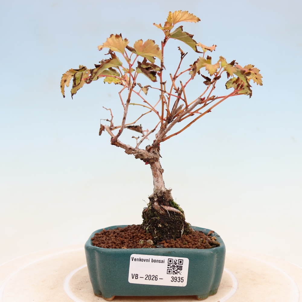 Bonsai ogrodowe – Stephanandra incisa – korona pochyła